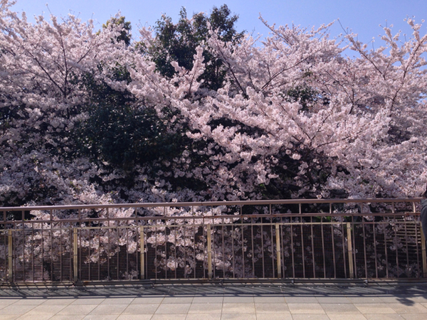 四ツ谷駅の桜.jpg