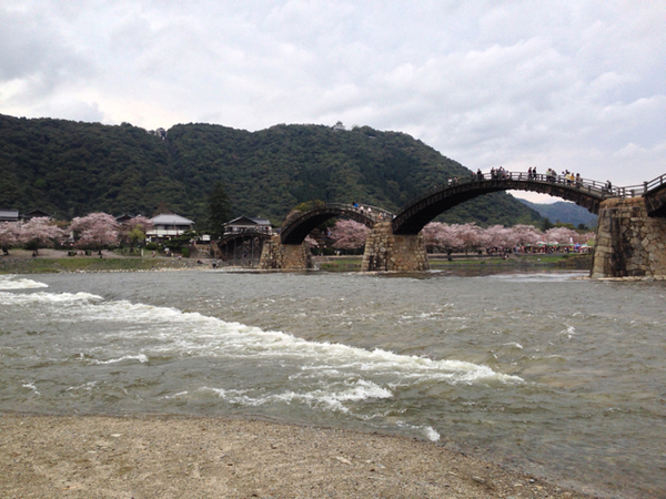 錦帯橋の桜.jpg