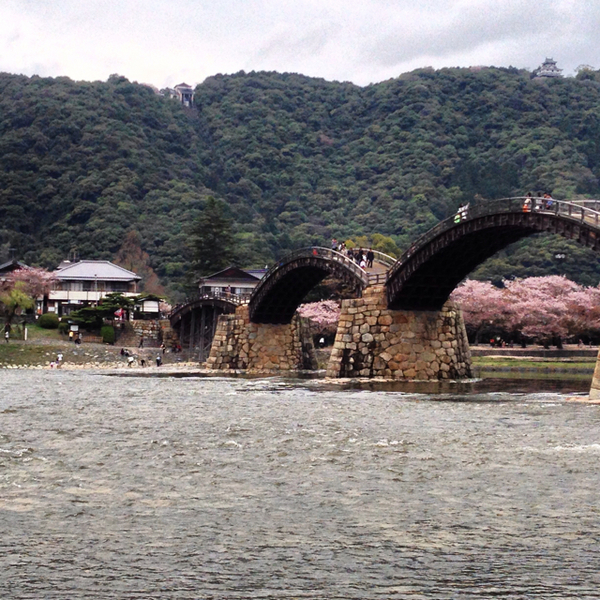 錦帯橋の桜２.jpg